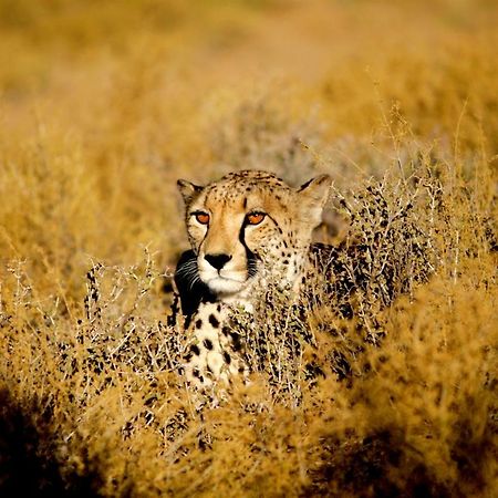 Inverdoorn Game Reserve Lodge Breede River المظهر الخارجي الصورة