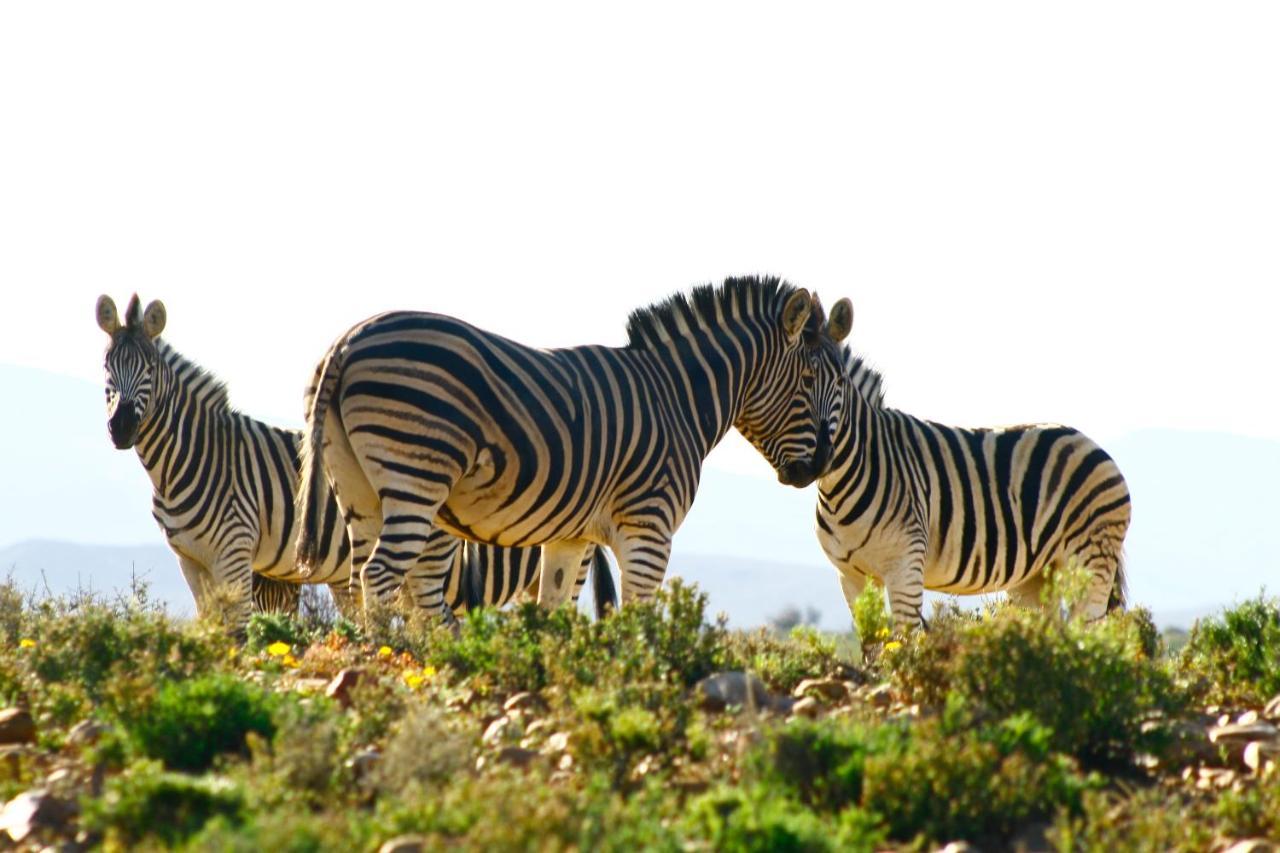 Inverdoorn Game Reserve Lodge Breede River المظهر الخارجي الصورة