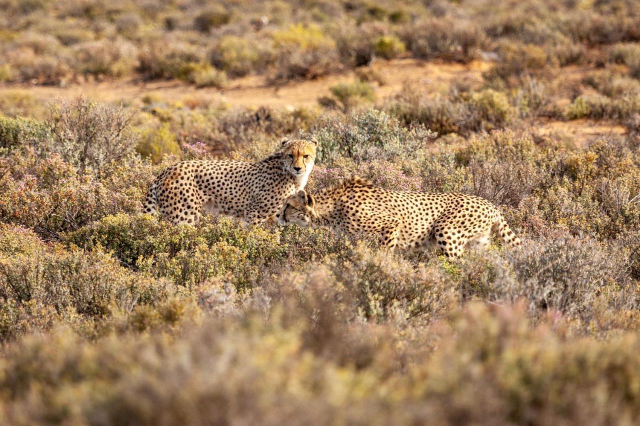 Inverdoorn Game Reserve Lodge Breede River المظهر الخارجي الصورة