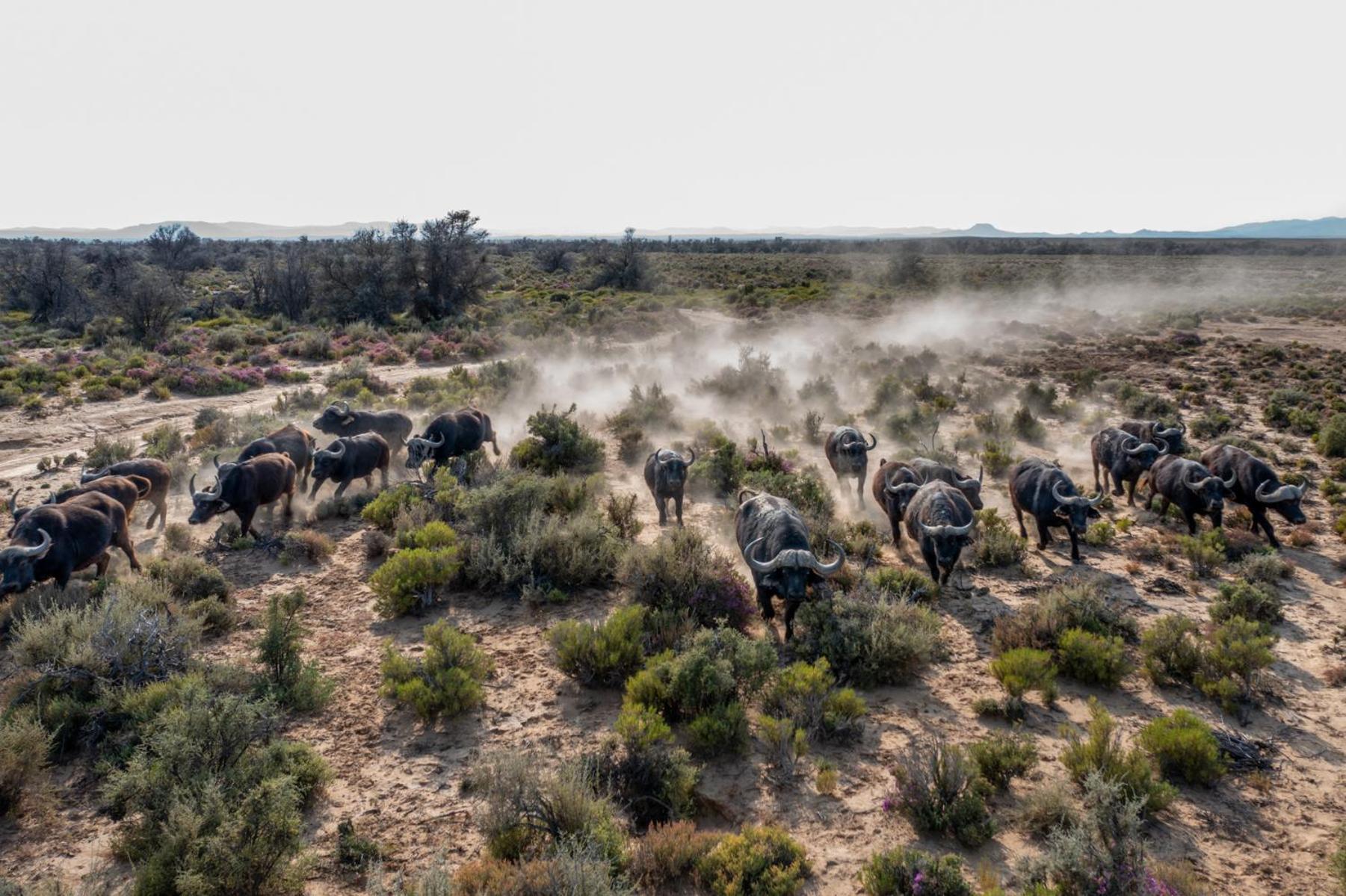 Inverdoorn Game Reserve Lodge Breede River المظهر الخارجي الصورة