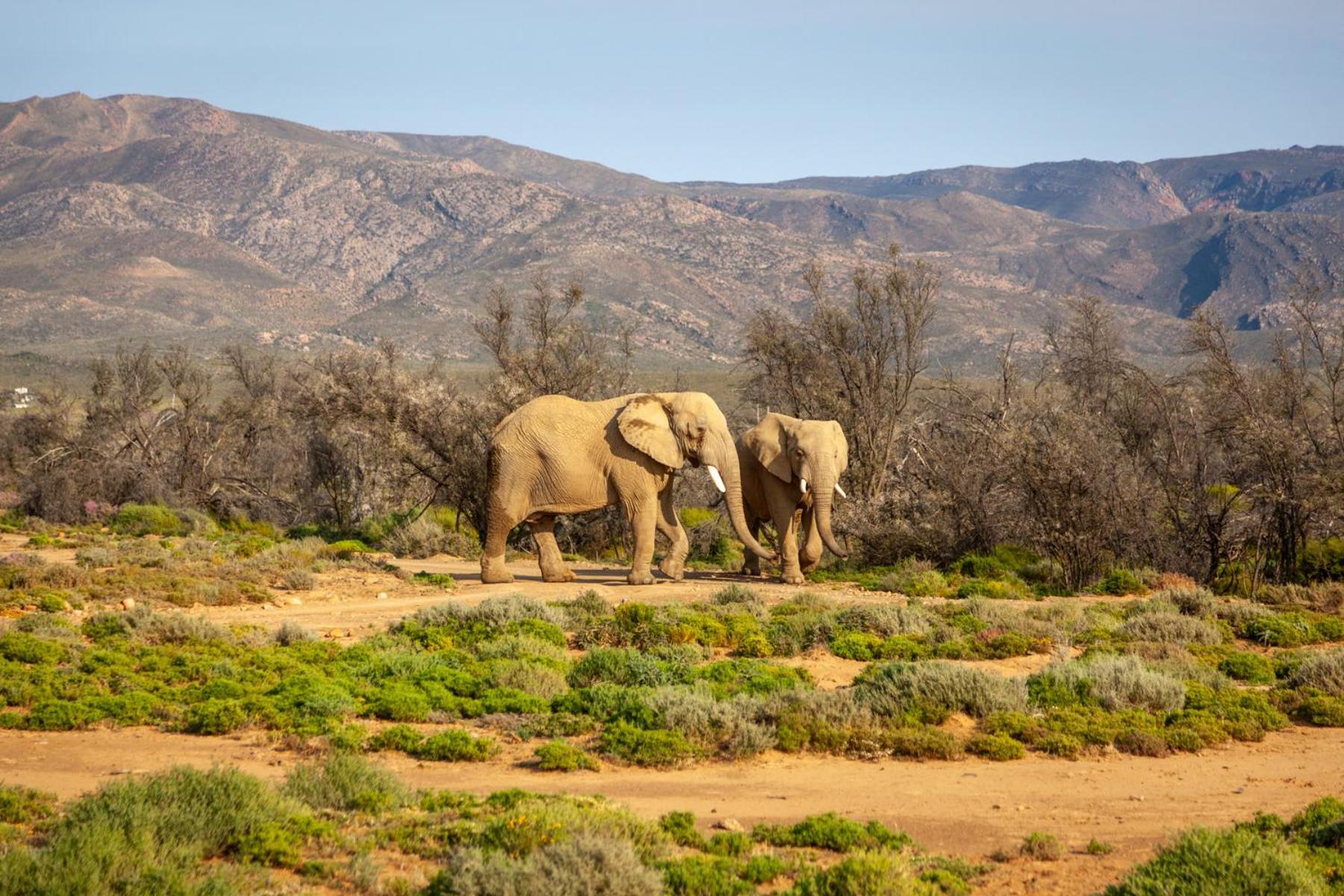 Inverdoorn Game Reserve Lodge Breede River المظهر الخارجي الصورة