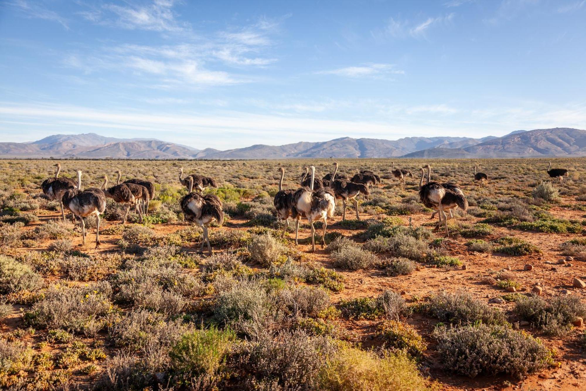 Inverdoorn Game Reserve Lodge Breede River المظهر الخارجي الصورة