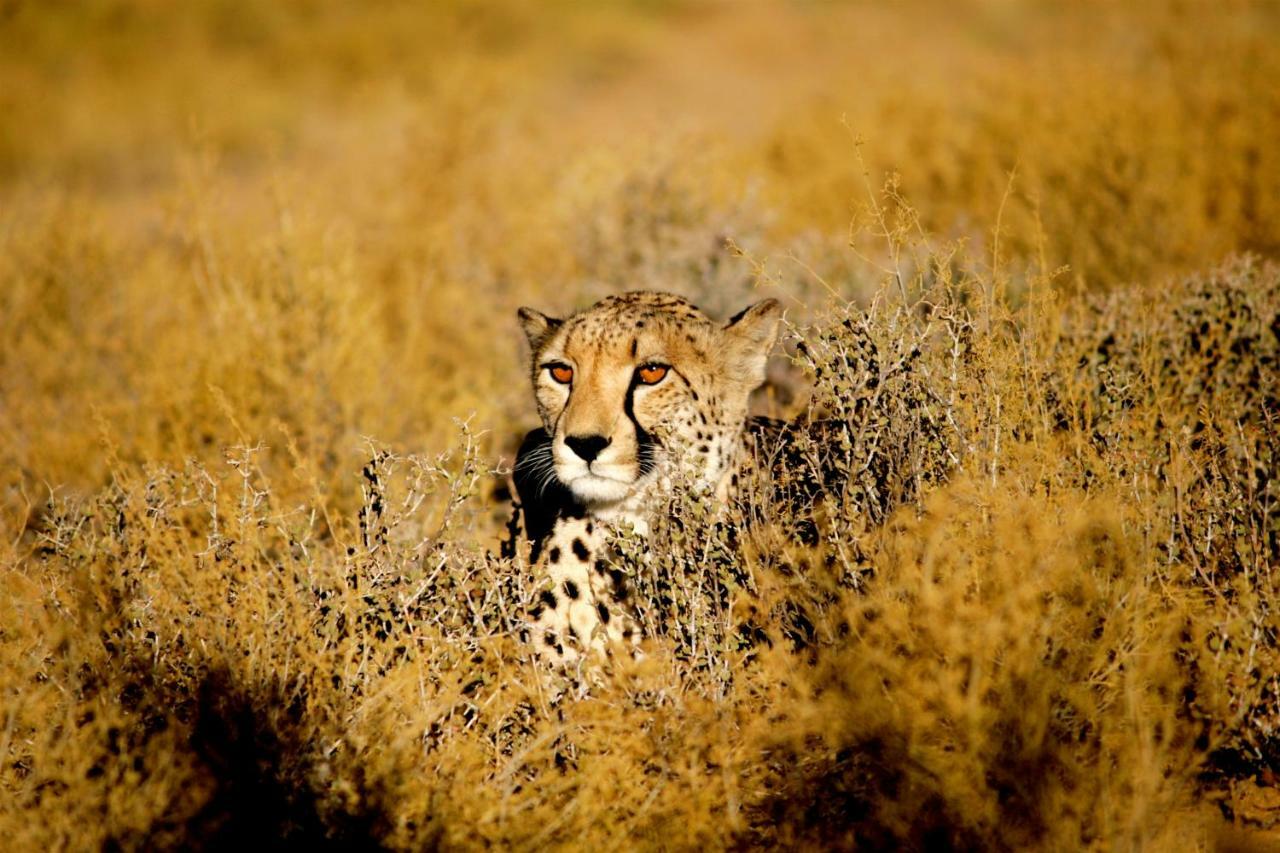Inverdoorn Game Reserve Lodge Breede River المظهر الخارجي الصورة